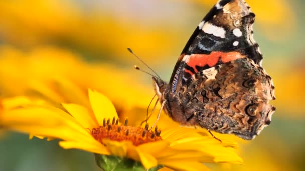 Червоний Адмірал Метелик Живиться Нектаром Квітів Ванесса Атоланта — стокове відео