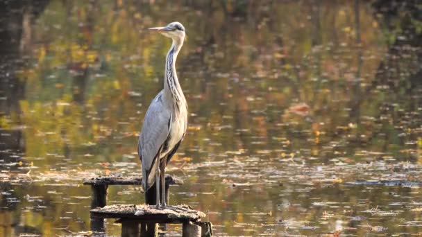 Uccello Airone Grigio Alla Ricerca Pesci Sopra Acqua Nel Furth — Video Stock