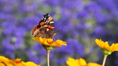 Kızıl Amiralin kelebeği çiçek nektarıyla beslenir (Vanessa atalanta )