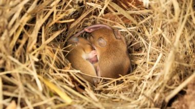 Yuvada uyuyan yavru fareler komik pozisyonda uyuyorlar (Mus musculus)