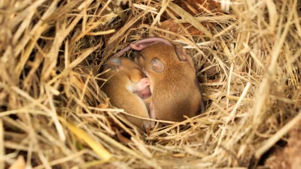 Baby Muizen Slapen Nest Grappige Positie Mus Musculus — Stockvideo