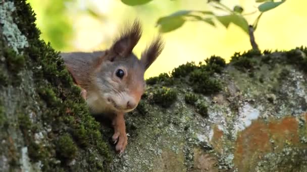 Ardilla Roja Eurasiática Sobre Árbol Sciurus Vulgaris — Vídeo de stock