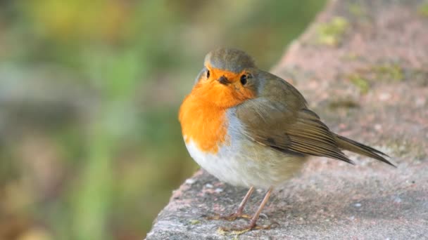 Pájaro Europeo Robin Cantando Por Mañana Campana Iglesia Sonando Domingo — Vídeo de stock