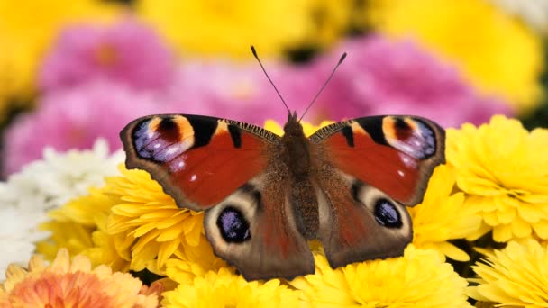 Pauw Vlinder Dorsale Uitzicht Aglais Vlinder Voeden Met Bloem Nectar — Stockvideo