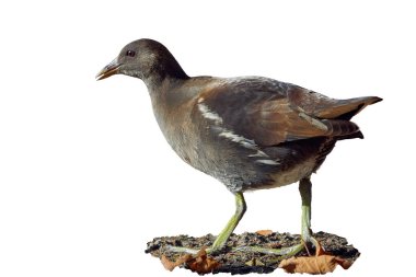 Beyaz zemin üzerinde izole edilmiş Avrasya ortak moorhen (Gallinula kloropus)