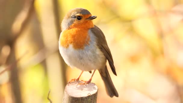 Avrupalı Robin Kuşu Sabah Ötüyor Erithacus Rubecula — Stok video