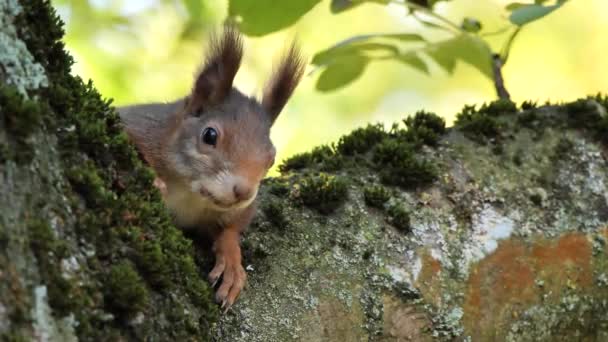 Ağaçta Avrasya Kırmızı Sincabı Sciurus Vulgaris — Stok video