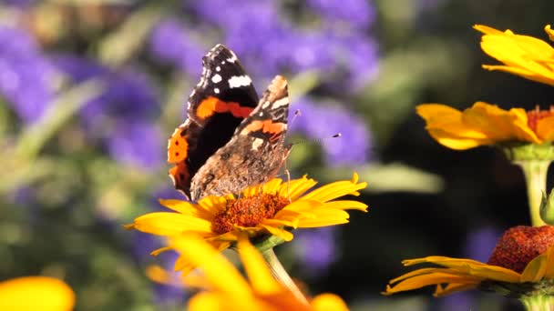 花蜜と赤提督蝶の餌 ヴァネッサAtalanta — ストック動画
