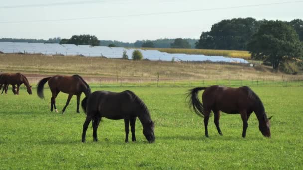 Beaux Chevaux Mangeant Herbe Dans Une Prairie — Video