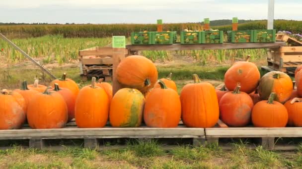 道路の近くで販売するカボチャの束 Cucurbita Maxima — ストック動画