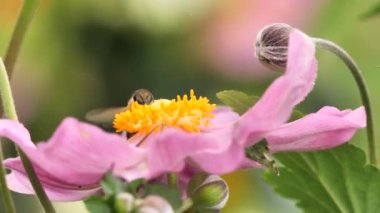 Anemone Hupehensis çiçeği 