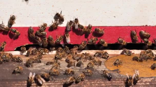 Dřevěný Včely Detailní Záběry — Stock video