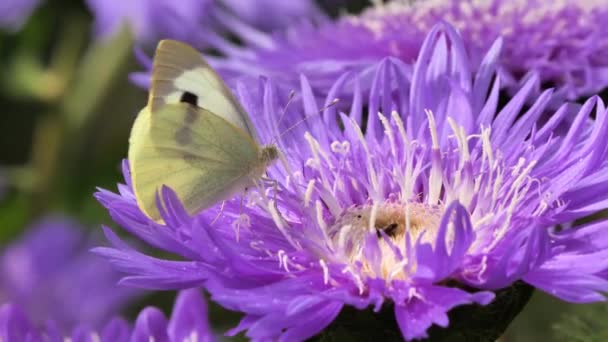 Λάχανο Πεταλούδα Θηλυκή Σίτιση Λουλούδι Νέκταρ Από Stokesia Laevis Mels — Αρχείο Βίντεο