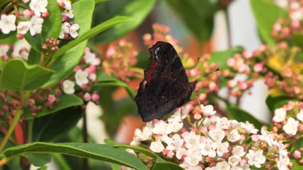 Papillon Paon Nourrissant Nectar Fleurs Aglais — Video