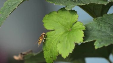 Syrphus ribesii bir yaprağın üzerinde uçan sinek