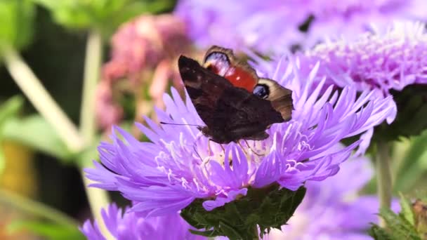 Stokesia Laevis Mels Blue Aglais Virágnektárjával Táplálkozó Páva Pillangó — Stock videók