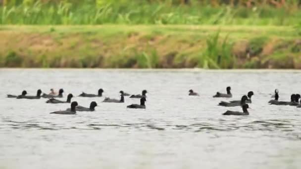 Стая Евразийских Корнеплодных Птиц Озере Fulica Atra — стоковое видео