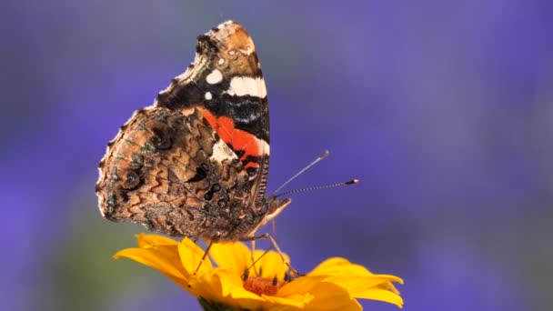 Rode Admiraal Vlinder Voeden Met Bloem Nectar Vanessa Atalanta — Stockvideo