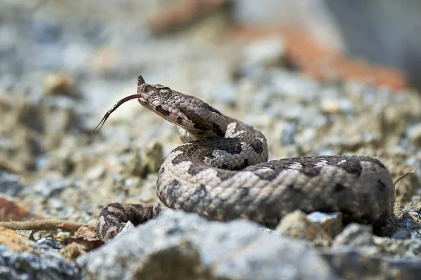 Víbora Com Chifres Nariz Com Língua Bifurcada Exterior Vipera Ammodytes — Fotografia de Stock