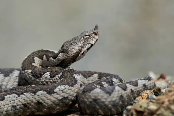Burun-Boynuzlu Viper yakın plan (Vipera ammoditleri)
