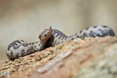 Nose-Horned Viper close-up (Vipera ammodytes)