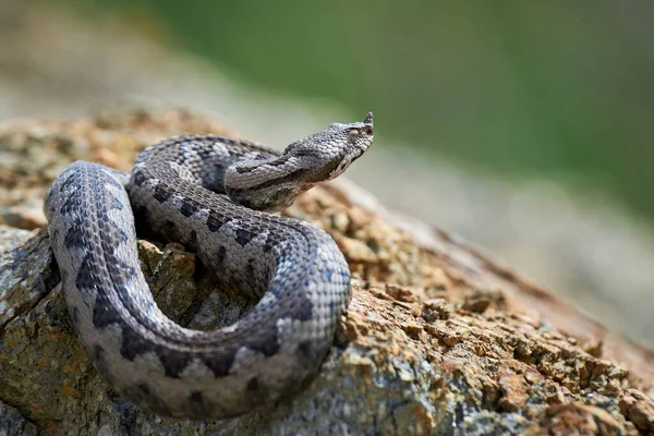 Burun-Boynuzlu Viper yakın plan (Vipera ammoditleri)