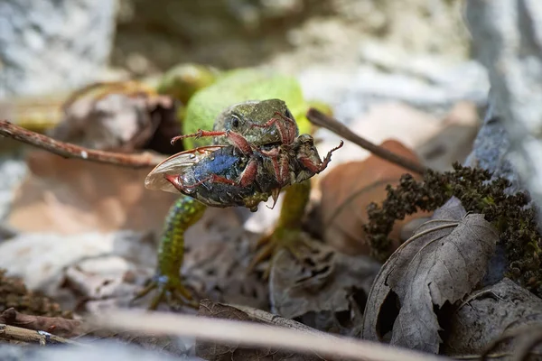 유럽의 도마뱀 Lacerta Viridis 코크채퍼 딱정벌레 Melolontha Melolontha 먹이를 — 스톡 사진