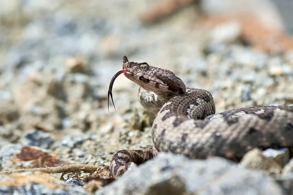 Nose-Horned Viper with forked tongue outside (Vipera ammodytes)