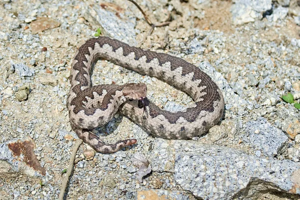 Víbora Chifre Nariz Macho Habitat Natural Vipera Ammodytes — Fotografia de Stock