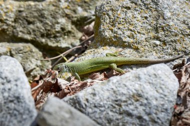 Avrupa yeşil kertenkelesi (Lacerta viridis) bir Cockchafer böceği (Melolontha melolontha)