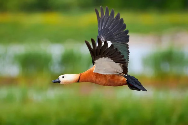 Ruddy Shelduck Flight Tadorna Ferruginea Beautiful Bird Flight — Stock Photo, Image