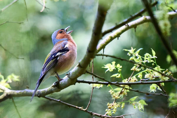 Common Chaffinch Bird Sitting Branch Sing Fringilla Coelebs — Stock Photo, Image