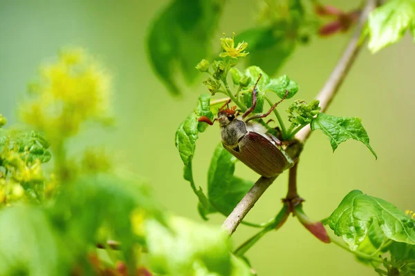 나뭇잎으로 먹이를 바퀴벌레 Melolontha Melolontha — 스톡 사진