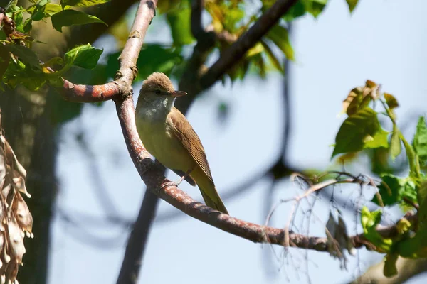 Grande Canneto Uccello Parula Seduto Ramo Acrocephalus Arundinaceus — Foto Stock