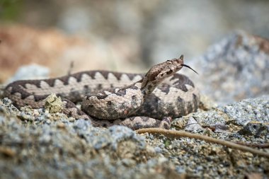 Çatallı dili olan burun boynuzlu Viper (Vipera ammoditleri)