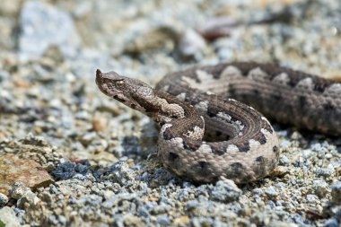 Burunlu Viper erkeği doğal yaşam alanında (Vipera ammoditleri)