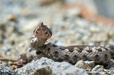 Burunlu Viper erkeği doğal yaşam alanında (Vipera ammoditleri)