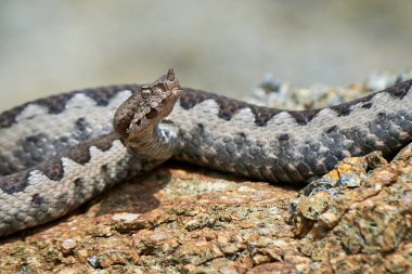 Burunlu Viper erkeği doğal yaşam alanında (Vipera ammoditleri)