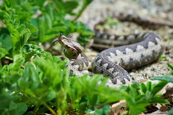 Nose-Horned Viper with forked tongue outside (Vipera ammodytes)