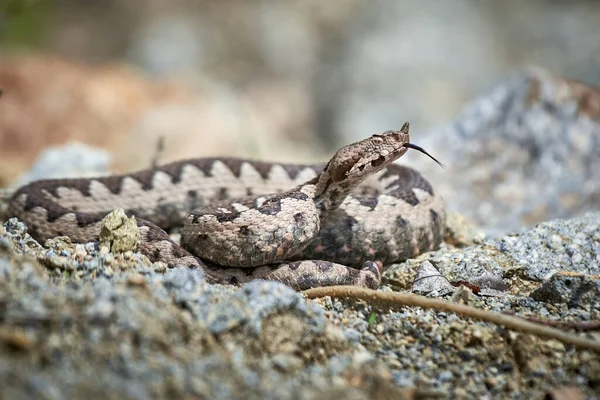 Nose-Horned Viper with forked tongue outside (Vipera ammodytes)