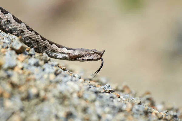 Nose-Horned Viper with forked tongue outside (Vipera ammodytes)