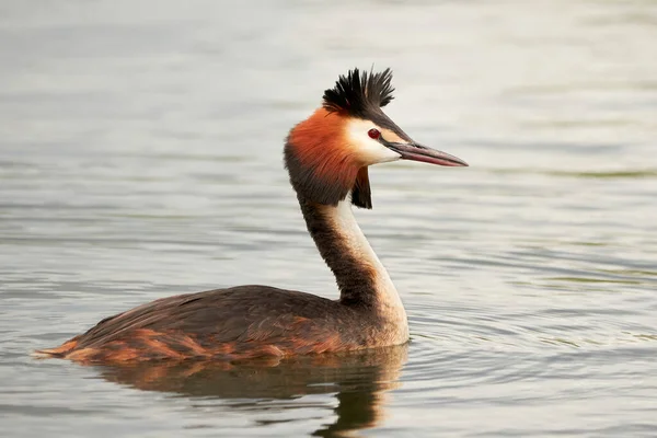 Grande Grebe Crista Pássaro Close Podiceps Cristatus — Fotografia de Stock