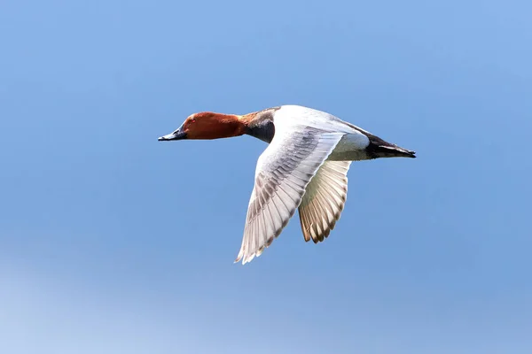Common Pochard Male Flight Aythya Ferina Bird Flight — Stock Photo, Image