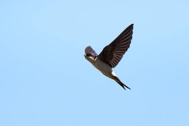 Evdeki Martin Bird, gagasında böcekle uçuyor (Delichon urbicum)