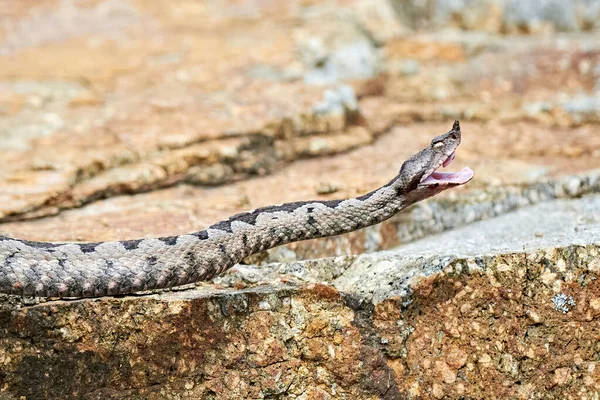 Nose-Horned Viper male with open mouth preparing to strike (Vipera ammodytes)