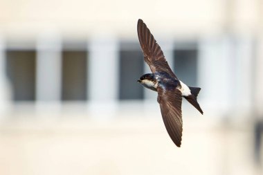 Şehirdeki ortak ev Martin Bird uçuyor (Delichon urbicum)