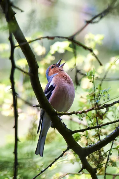 Common Chaffinch Bird Sitting Branch Sing Fringilla Coelebs — Stock Photo, Image