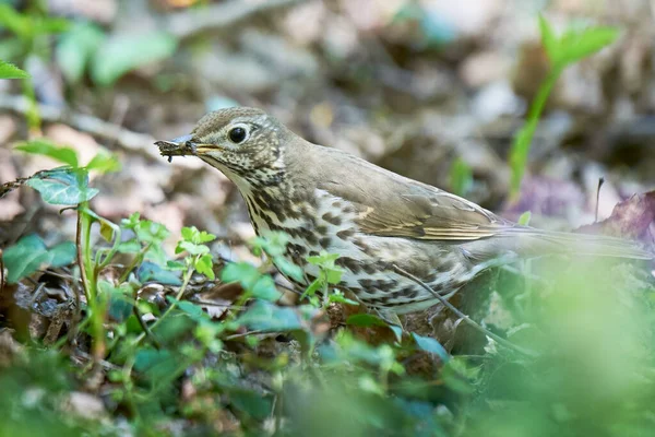 Chant Muguet Oiseau Recherche Insectes Turdus Philomelos — Photo