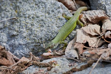 Avrupa yeşil kertenkelesi (Lacerta viridis) bir Cockchafer böceği (Melolontha melolontha)
