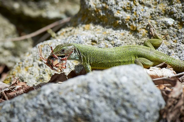 European Green Lizard Lacerta Viridis Feeding Cockchafer Beetle Melolontha Melolontha — Stock Photo, Image